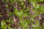 Mountain azalea